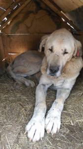 11212270_10153275487094819_1297120011_n