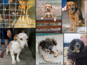 12314184_729924943810589_5522948611616066548_o