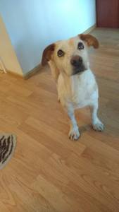 13219958_10153790733911026_469449435_n