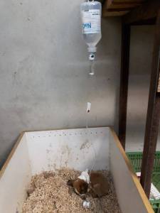 13240718_10153803013666026_6190454575526085324_n