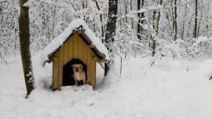 16107636_10154466228001026_446430954_o-800x450