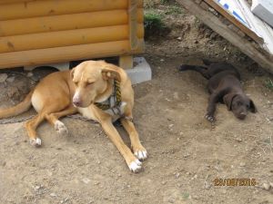 11230588_10153261717506026_307052942178173880_n