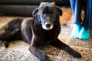 12418982_10208200125941841_5183069708843251701_o