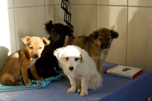 12268954_725654017571015_20159330_o