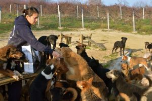 12282049_725652307571186_582322711_o