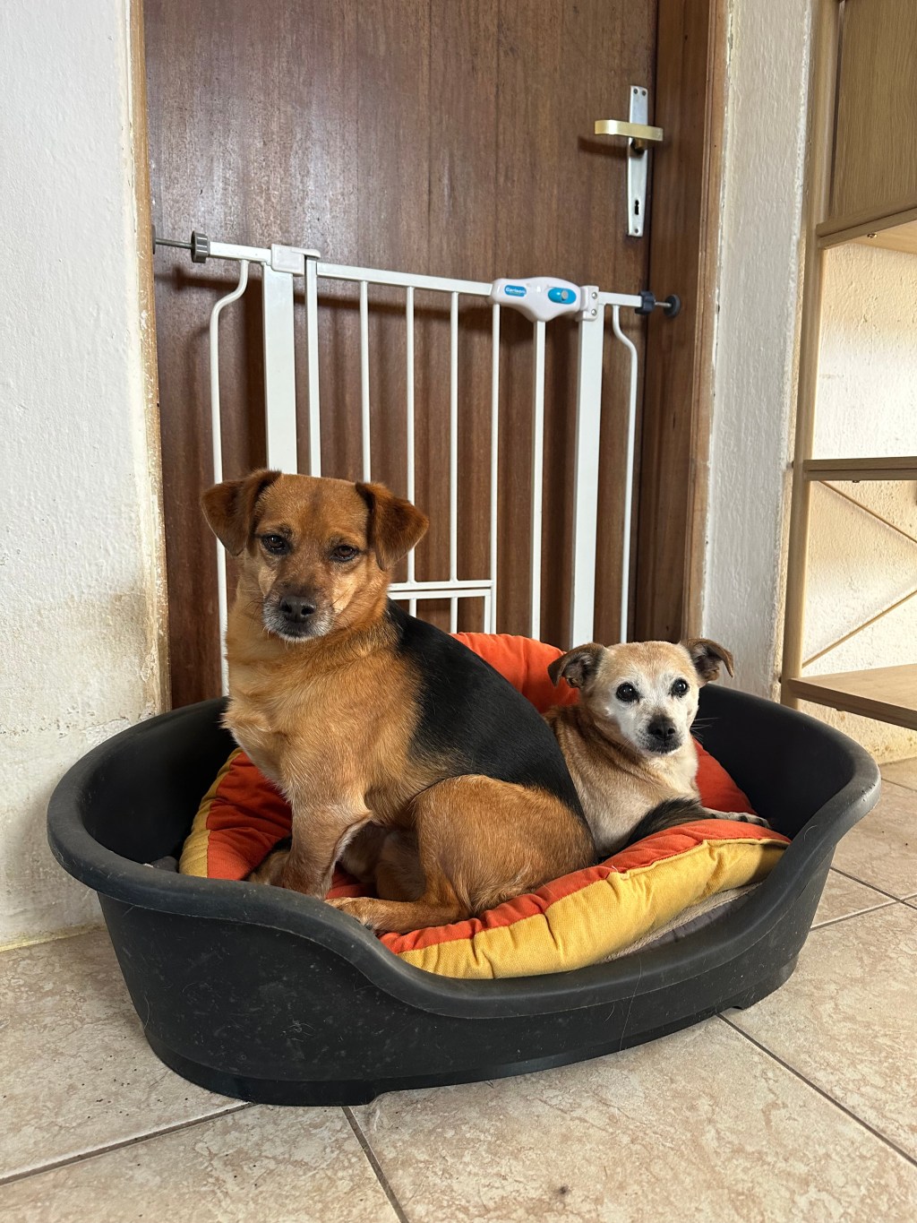 Dori ja Nacho