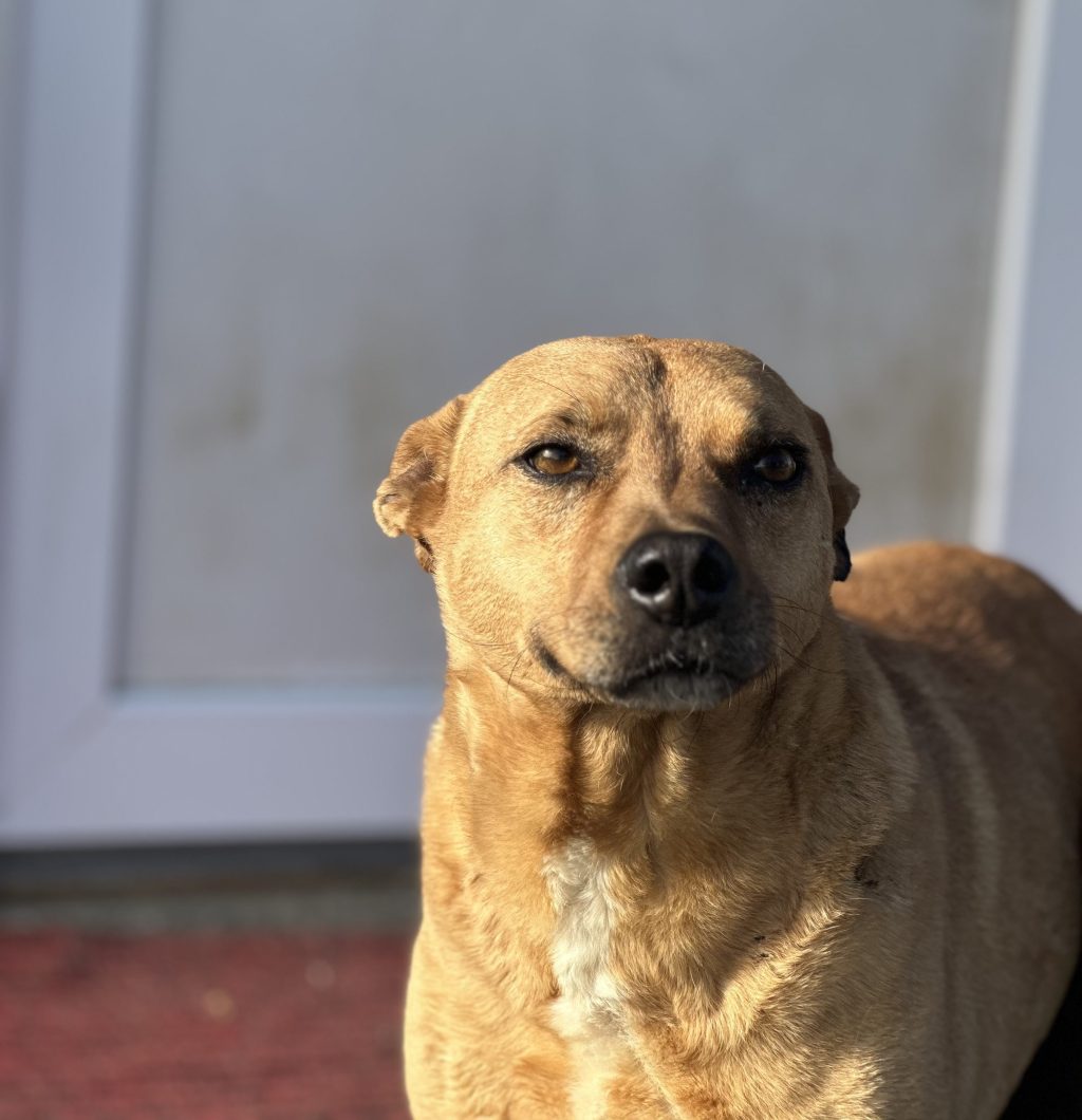 Aiko