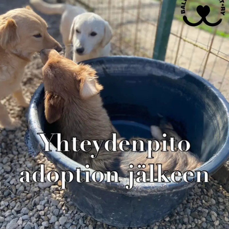 Yhteydenpito adoption jälkeen