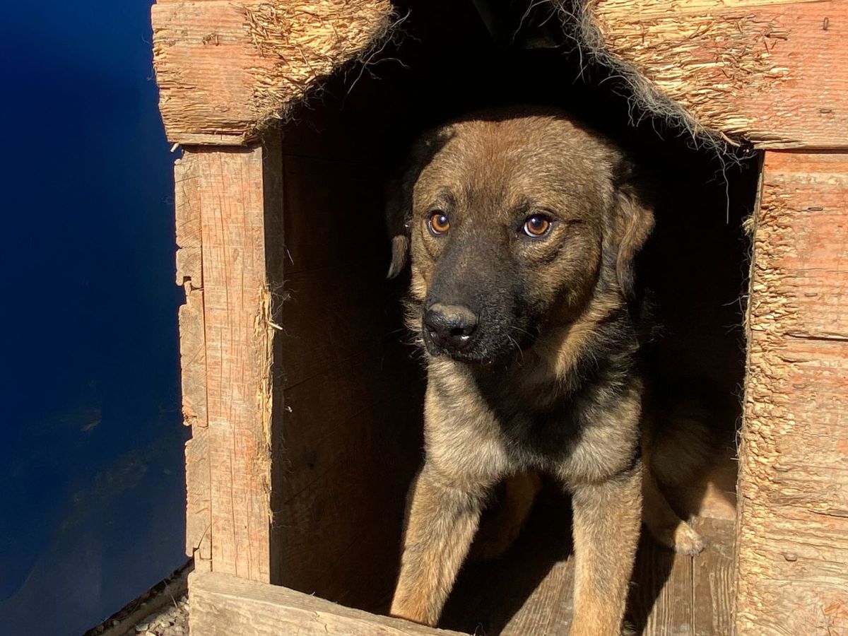 Elve – erityisadoptio