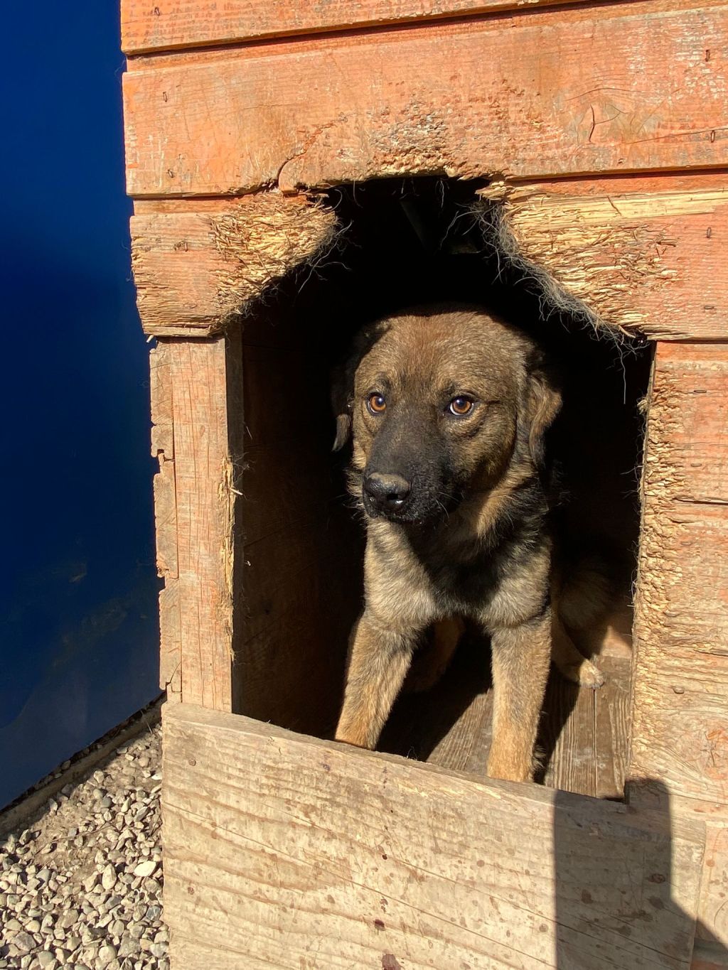 Elve – erityisadoptio