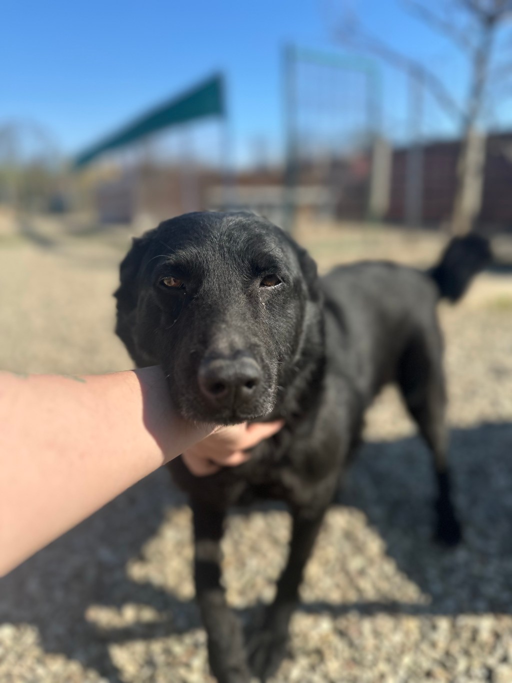 Stivi – erityisadoptio