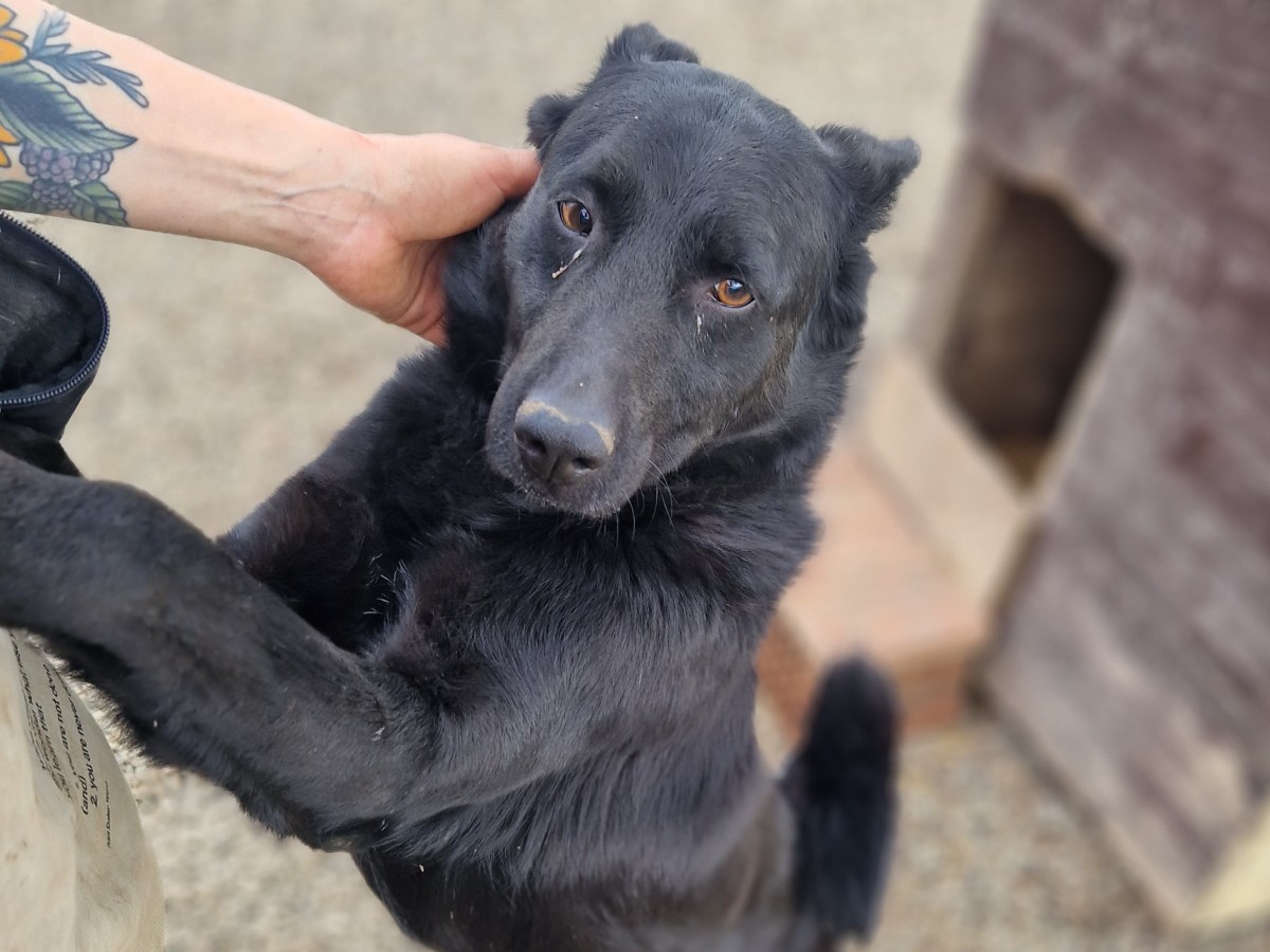 Stivi – erityisadoptio