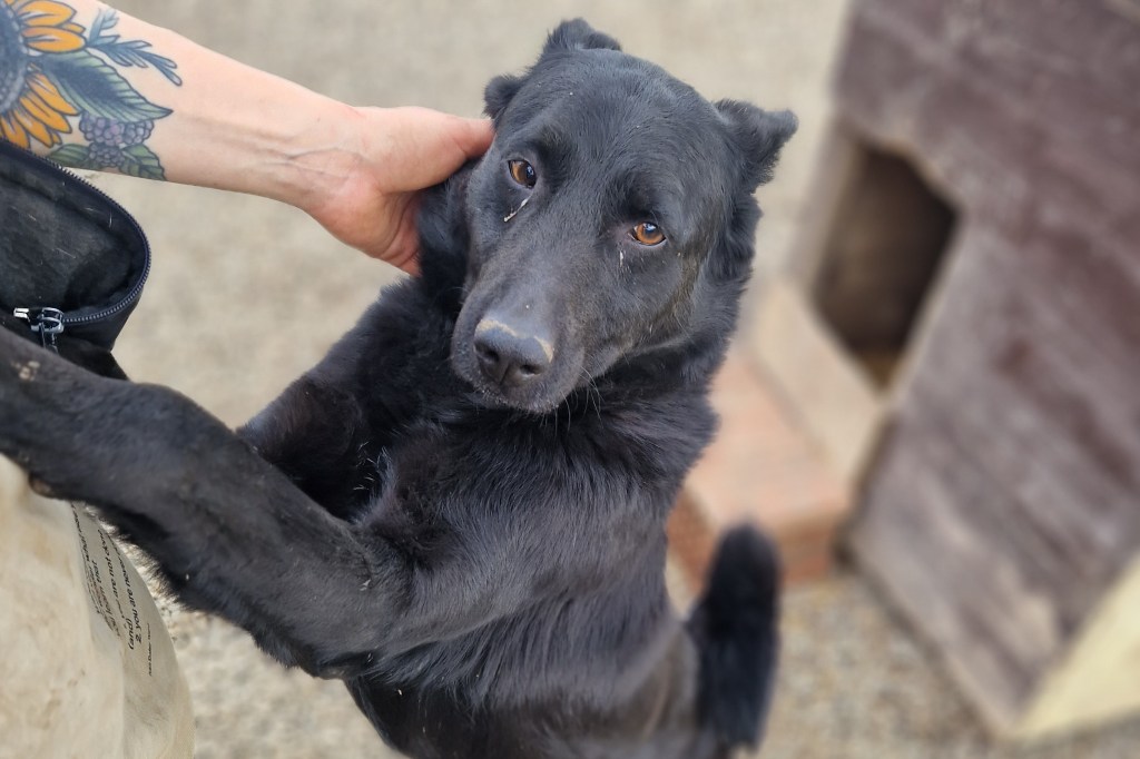 Stivi – erityisadoptio