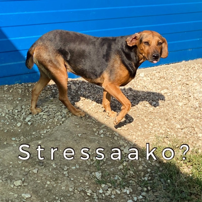 Kotiutuvan koiran stressistä