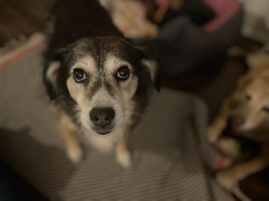 Sini – erityisadoptio