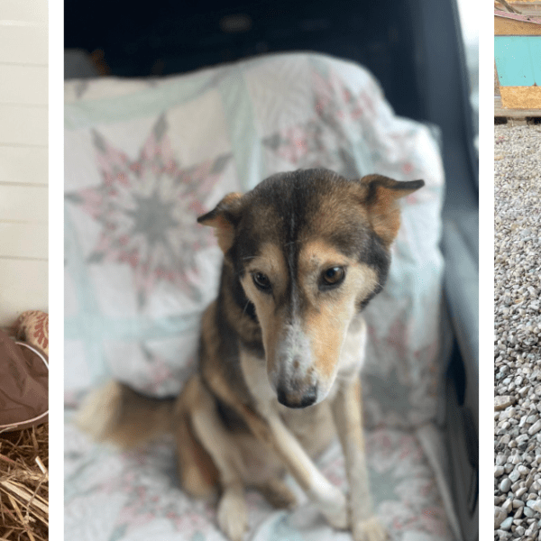 20.11.2024 – Prnjavorilta&nbsp;pelastettuja