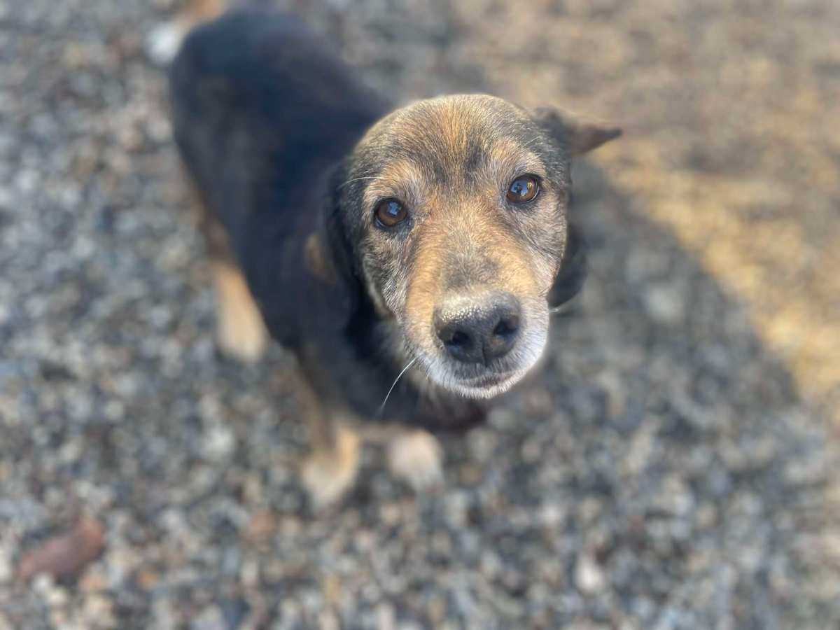 Rudi – alustavasti&nbsp;varattu