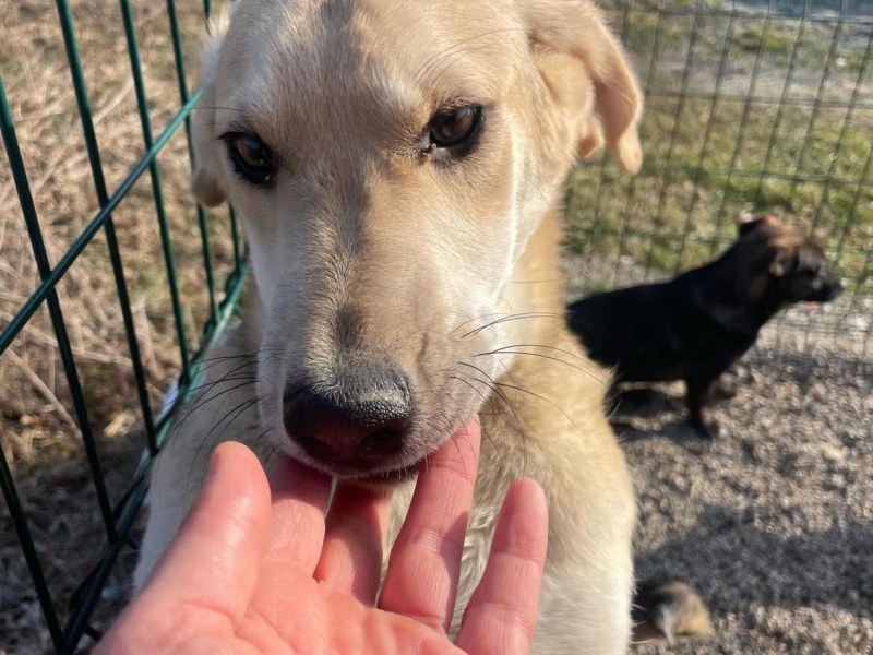 Kookos – alustavasti&nbsp;varattu