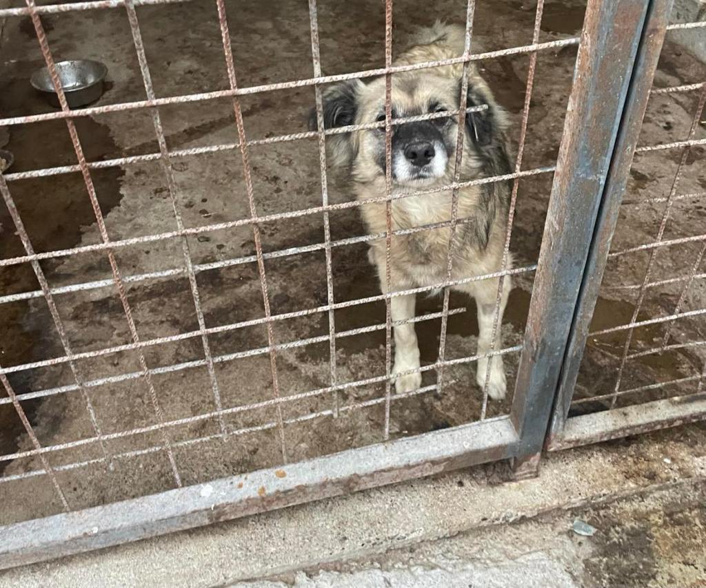 Dobojn kunnallisella tarhalla