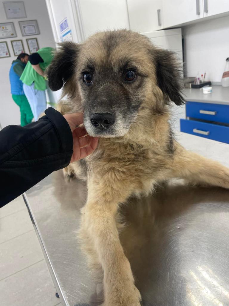 Eläinlääkärillä