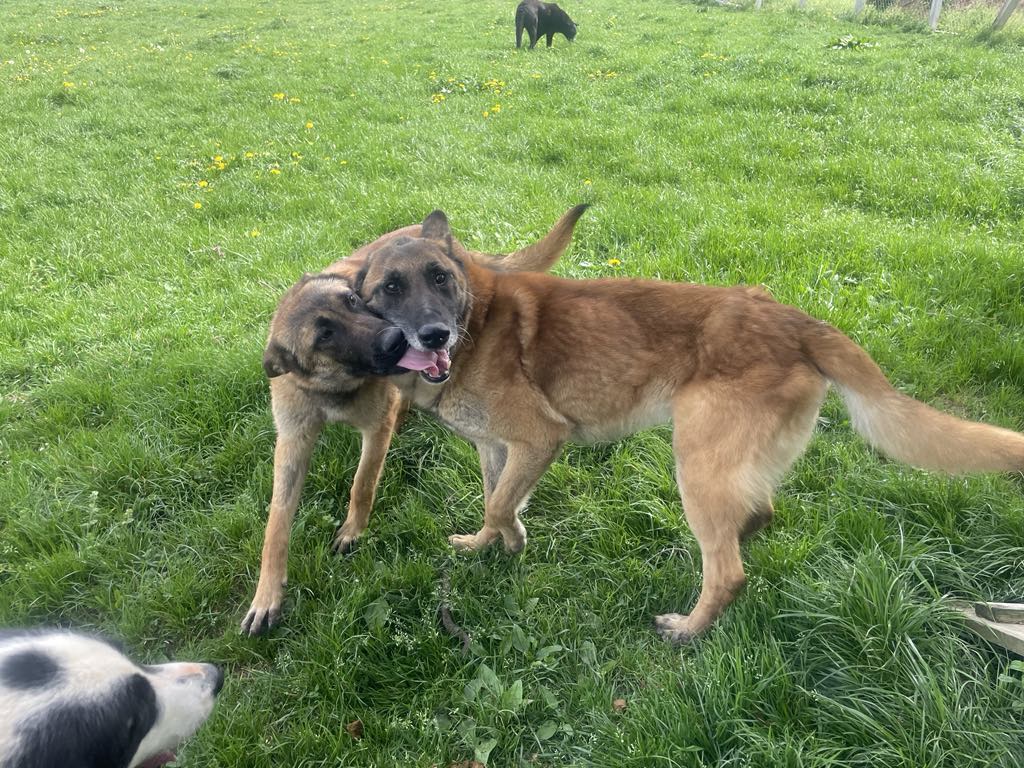 Vastasaapuneena turvakodilla 4/25