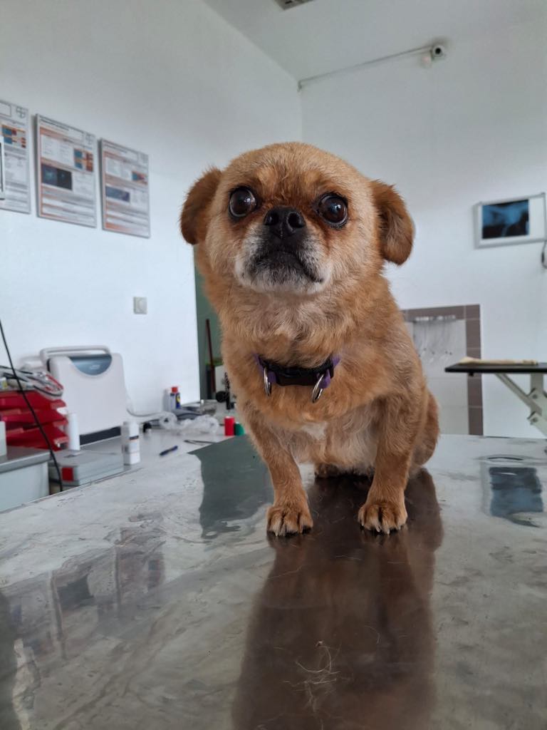 eläinlääkärillä