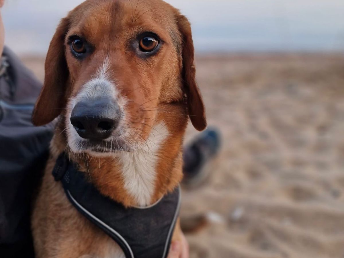 Rufi – kotihoidossa&nbsp;Suomessa