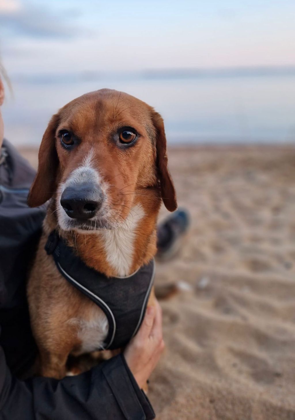 Rufi – kotihoidossa&nbsp;Suomessa