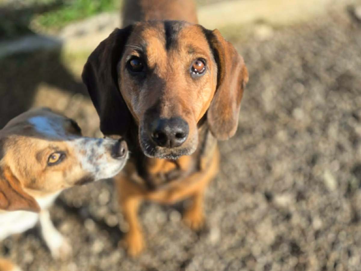 Suffeli – erityisadoptio