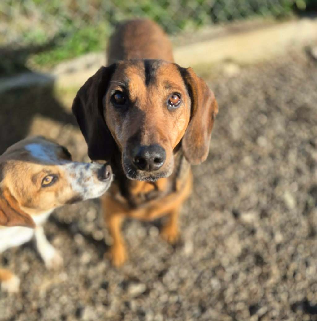 Suffeli – erityisadoptio