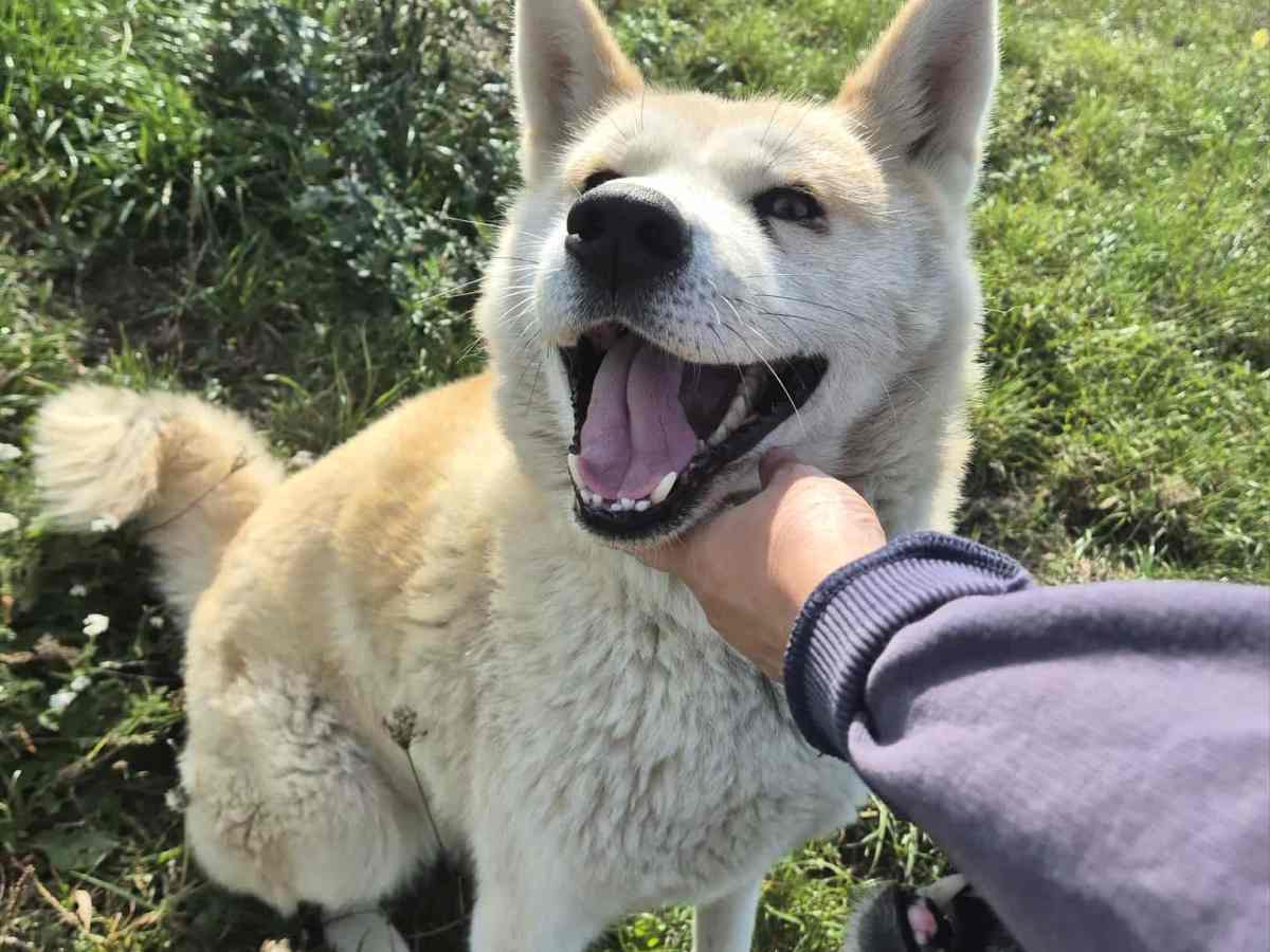 Aiwa – alustavasti&nbsp;varattu