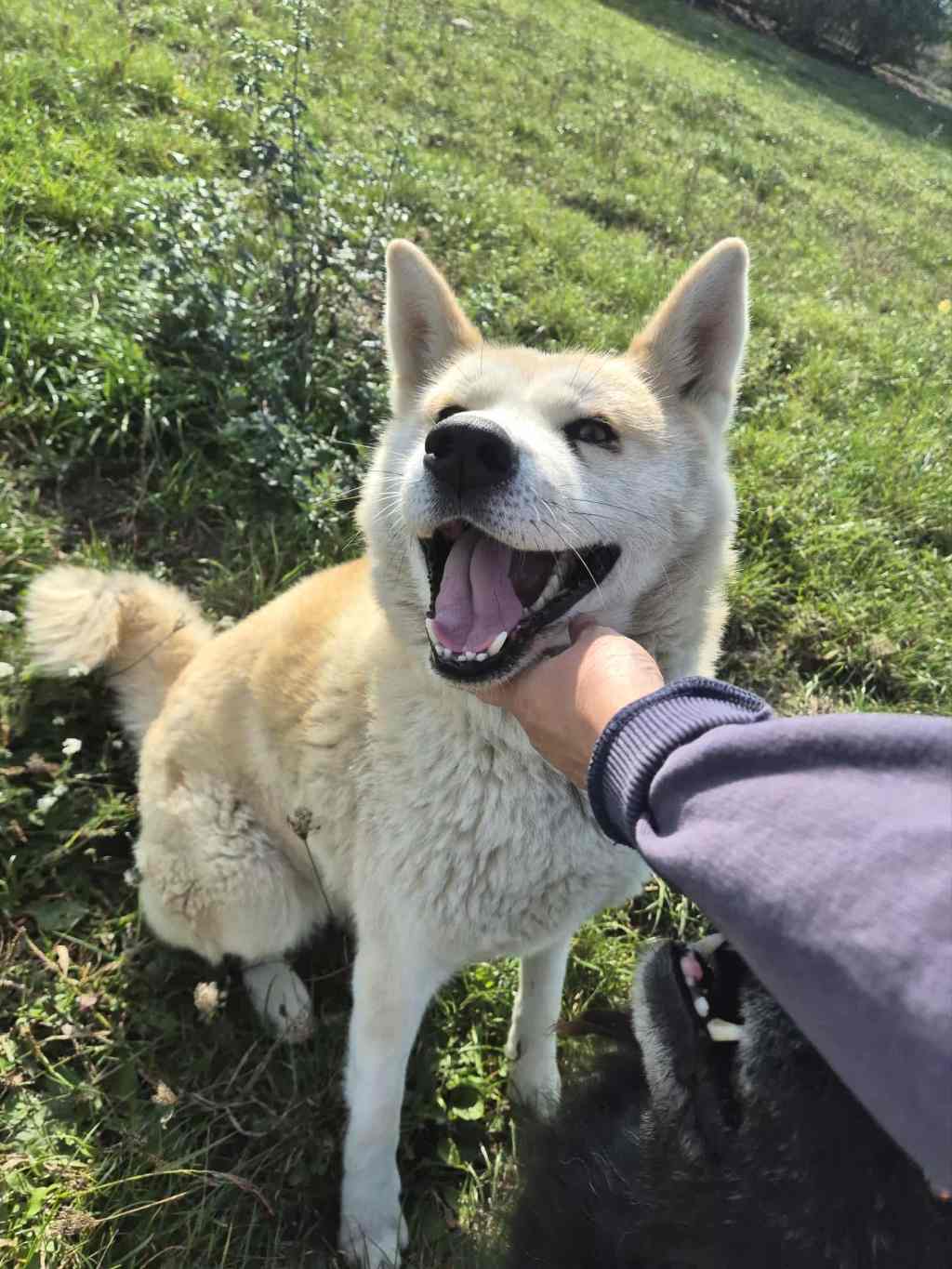 Aiwa – alustavasti&nbsp;varattu