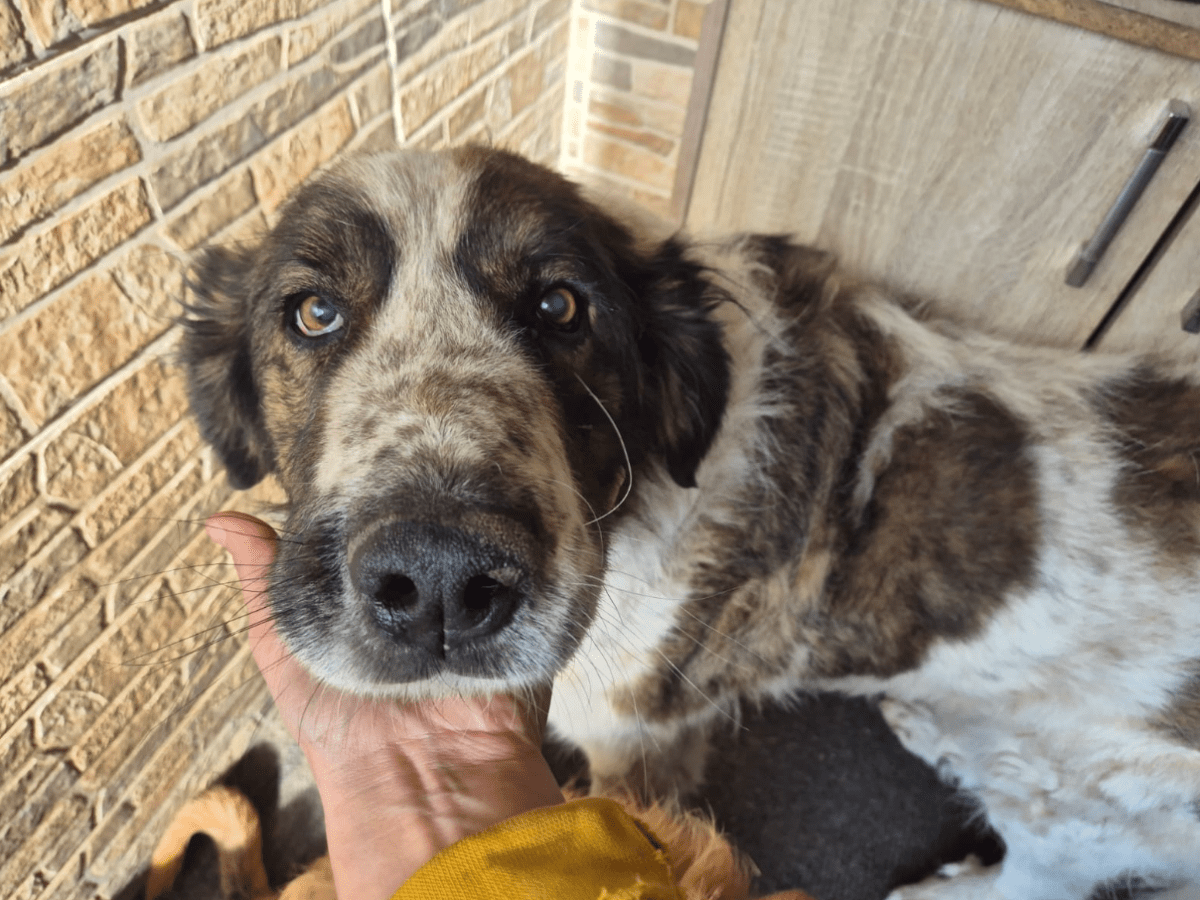 Oppe – alustavasti&nbsp;varattu