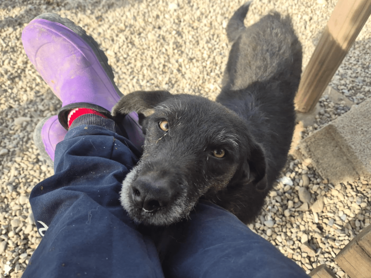 Lola – alustavasti&nbsp;varattu