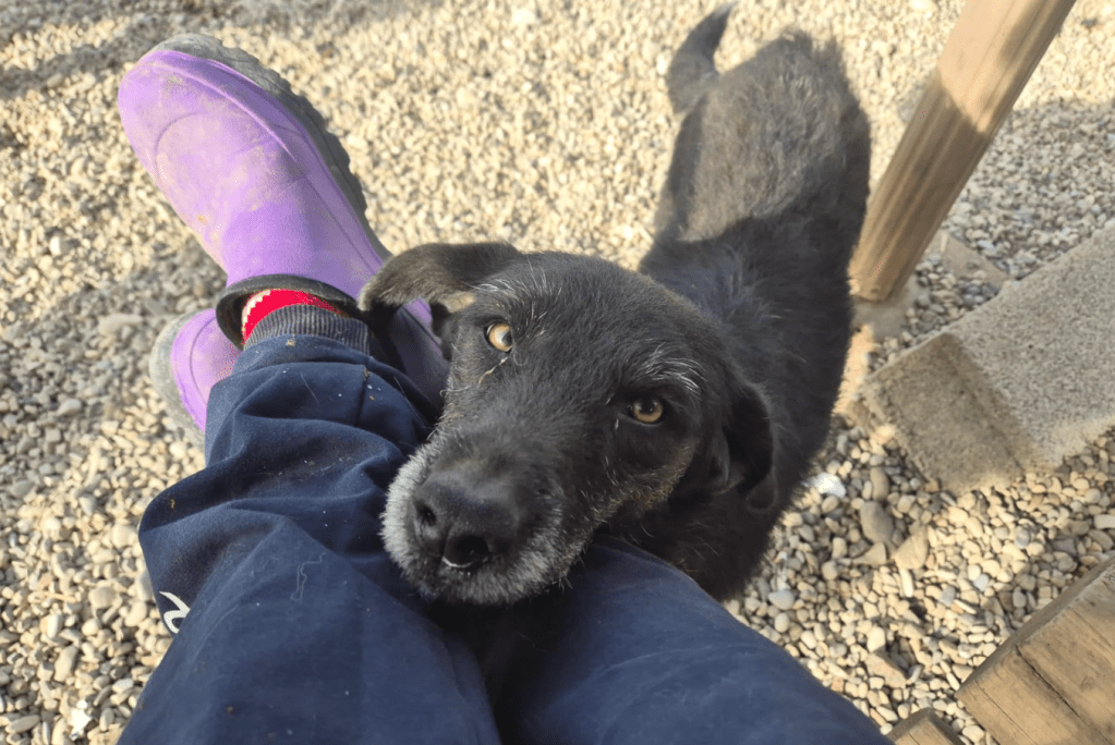 Lola – alustavasti&nbsp;varattu