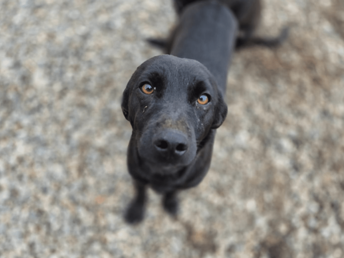 Nuua – alustavasti&nbsp;varattu