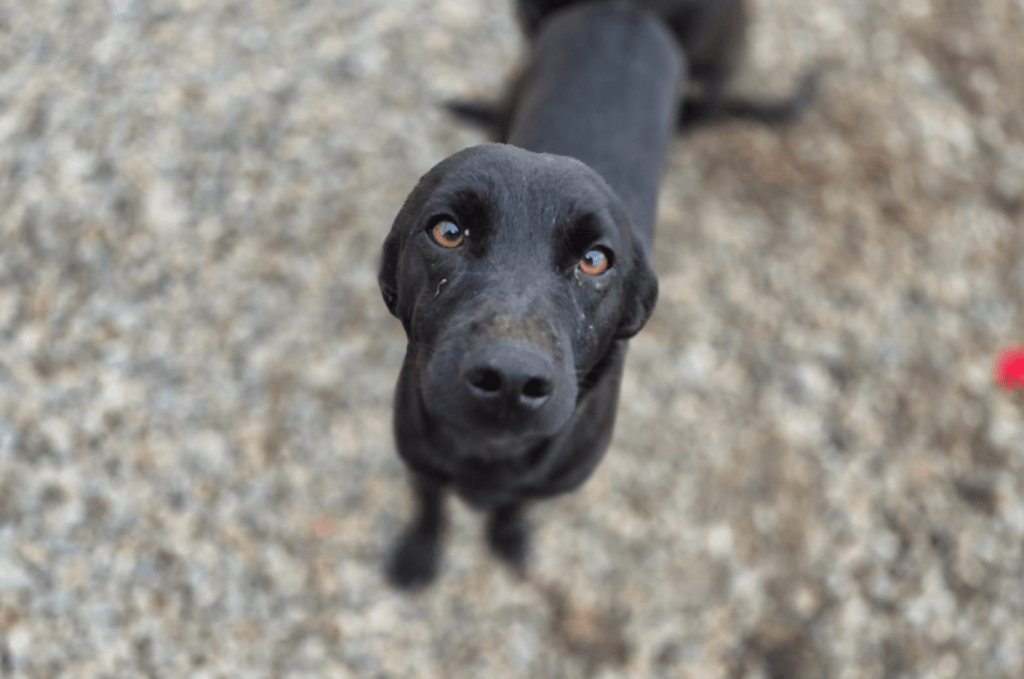 Nuua – alustavasti&nbsp;varattu