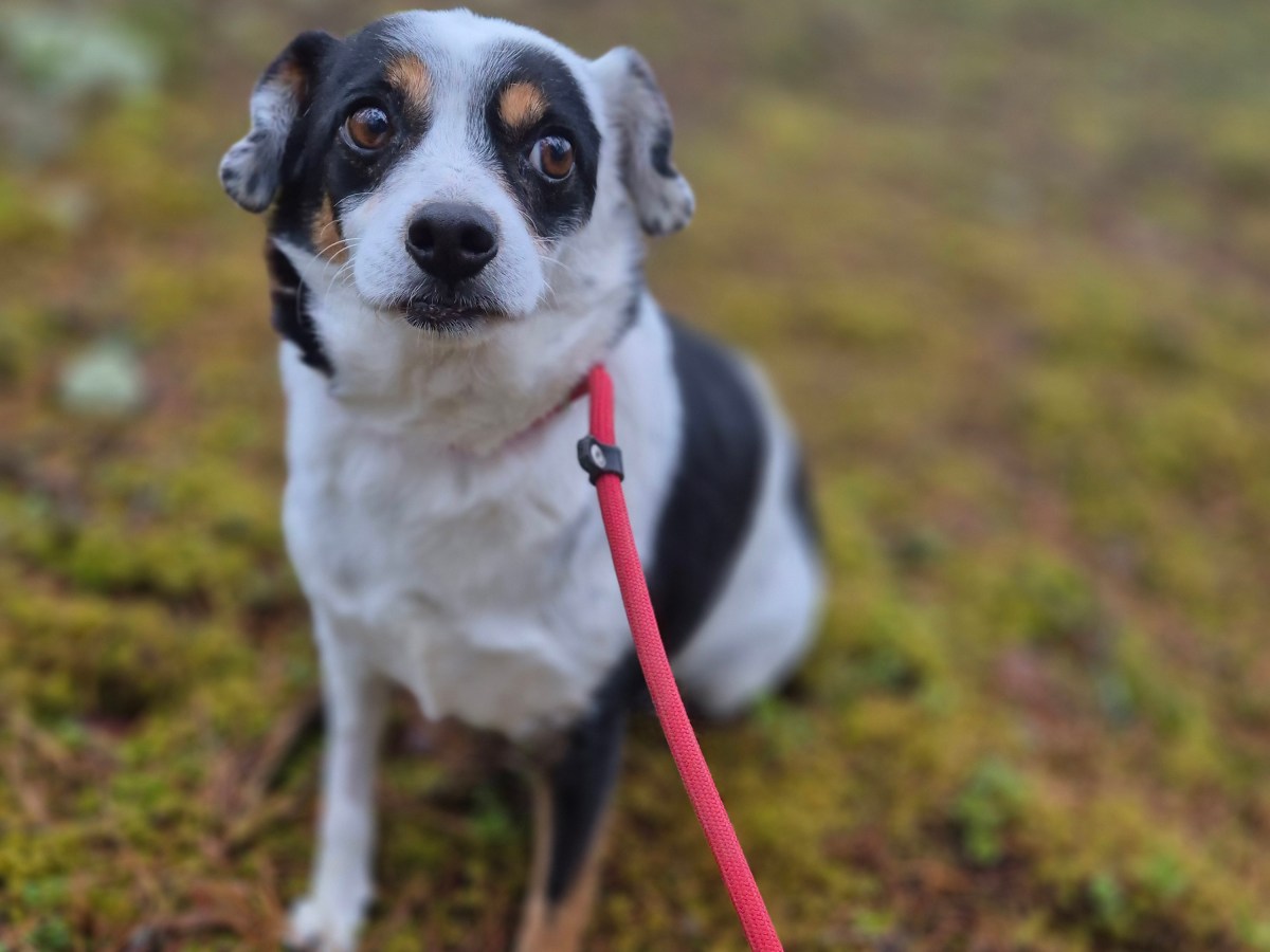 Tiri – erityisadoptio – kotihoidossa&nbsp;Suomessa