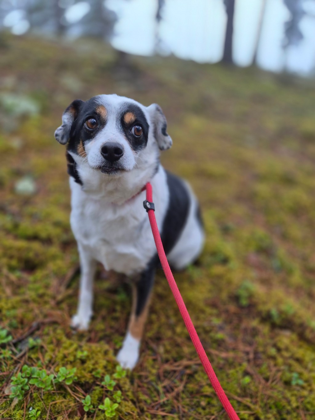 Tiri – erityisadoptio – kotihoidossa&nbsp;Suomessa