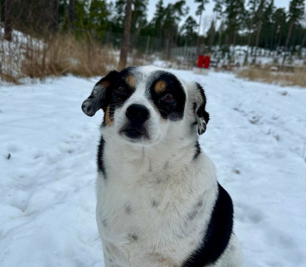 Tiri – erityisadoptio – kotihoidossa&nbsp;Suomessa