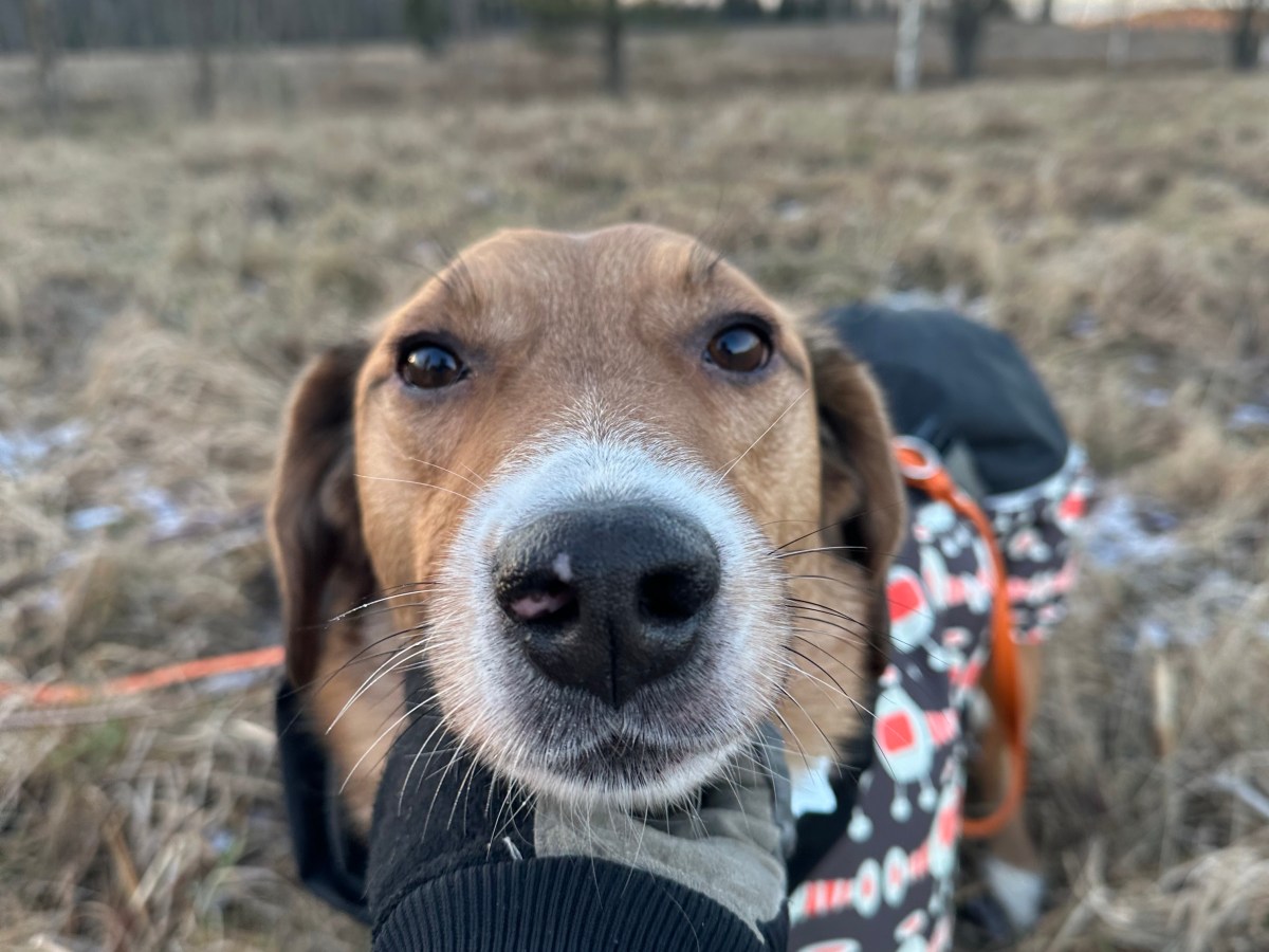 Aku – kotihoidossa&nbsp;Suomessa