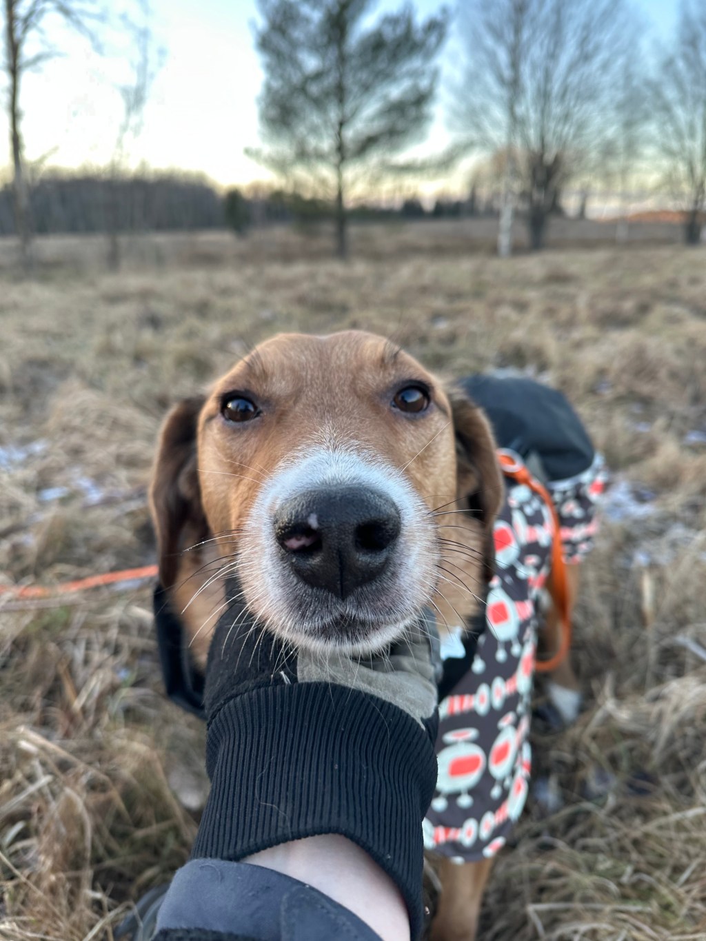 Aku – kotihoidossa&nbsp;Suomessa