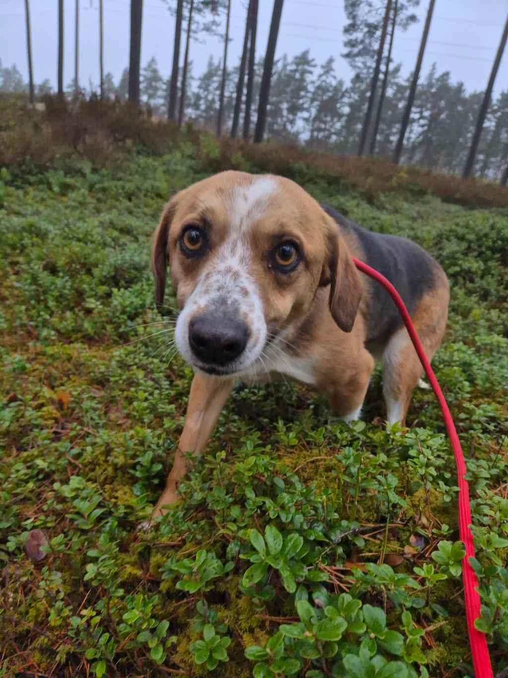 Timtim – kotihoidossa&nbsp;Suomessa