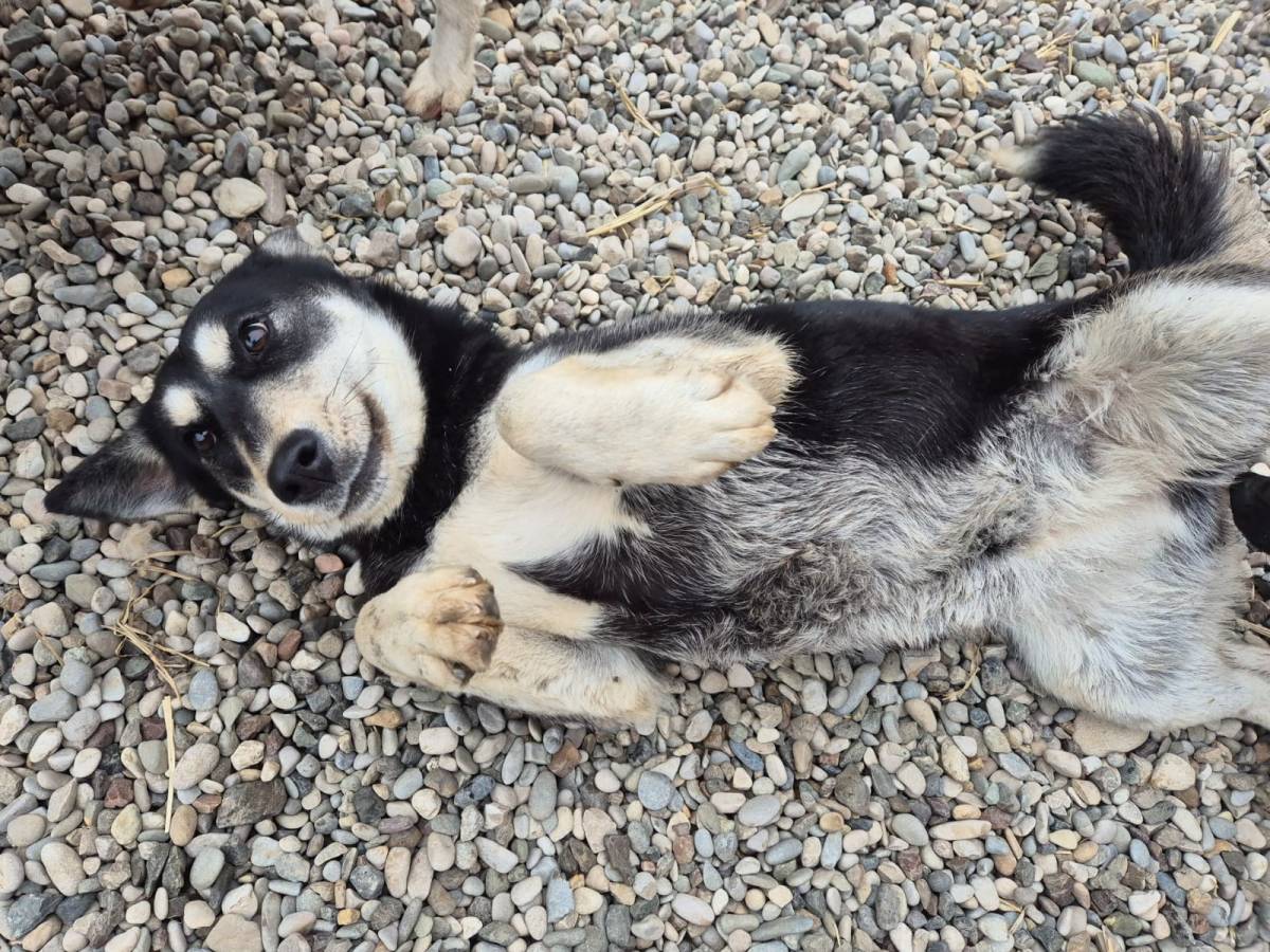 Sheena – alustavasti&nbsp;varattu