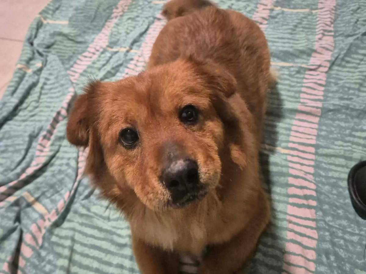 Salvia – alustavasti&nbsp;varattu