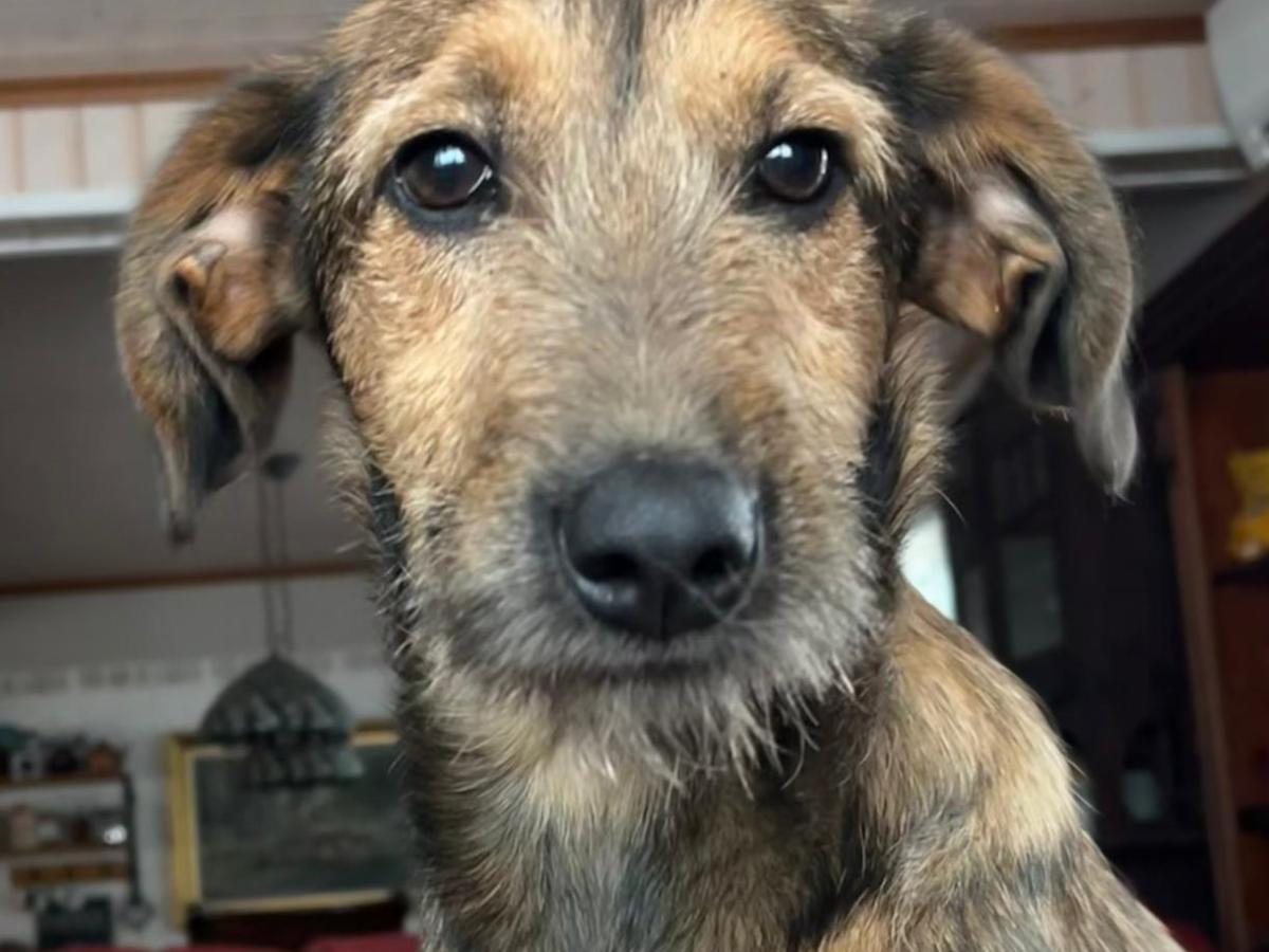 Biscuit – kotihoidossa Suomessa –&nbsp;varattu