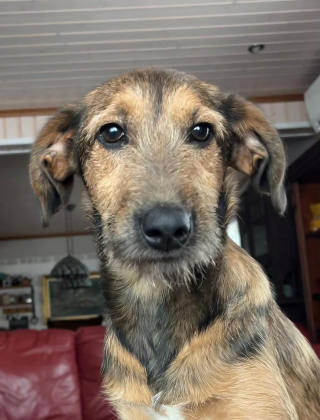 Biscuit – kotihoidossa&nbsp;Suomessa