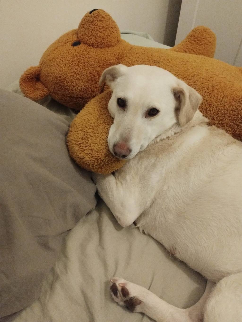 Lumi – kotihoidossa&nbsp;Suomessa