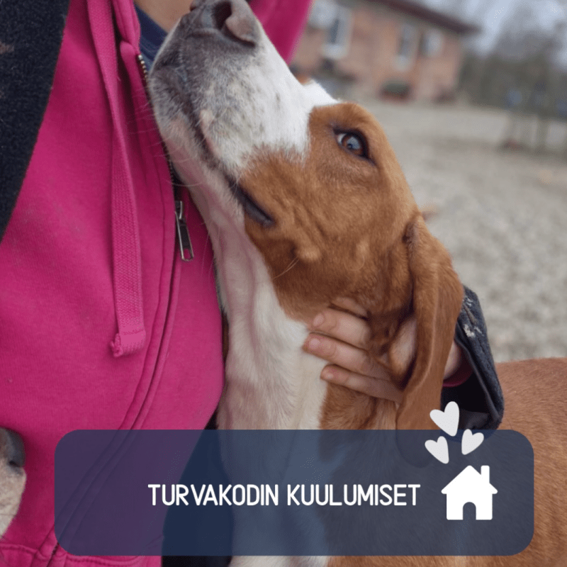 Turvakodin kuulumiset 2/2026