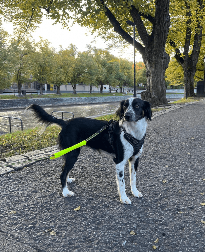 Rusina – kotihoidossa&nbsp;Suomessa